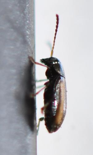 Phyllotreta vittula